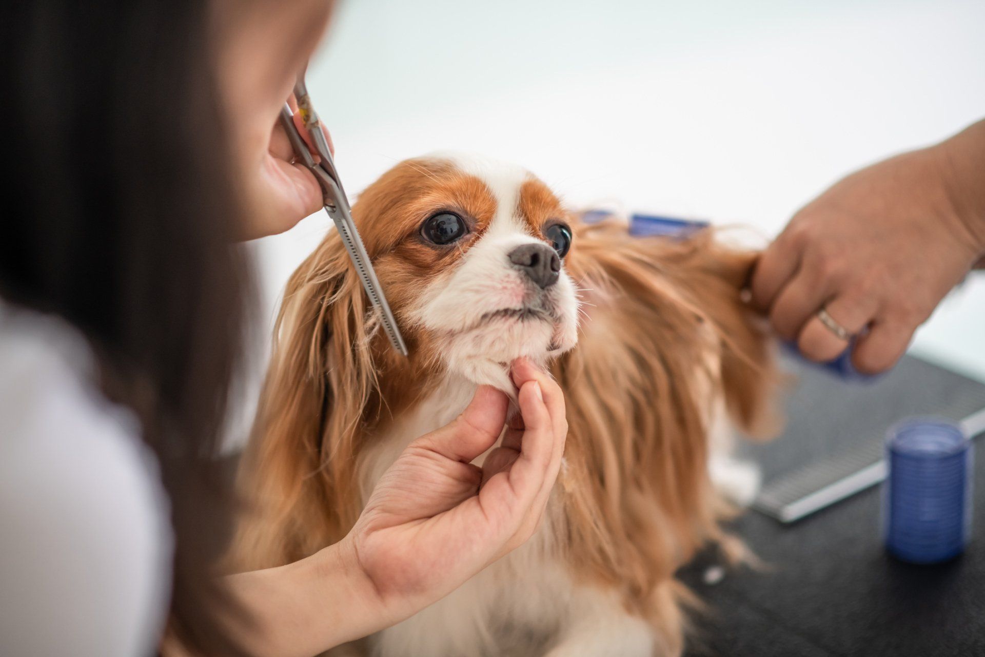 Dog Trimming — St. Francis, WI — Casual Canine Pet Grooming