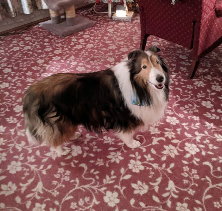 A Brown and White Dog standing on a Floral Rug - Landing, NJ - C’Lassie Cuts Mobile Pet Spa