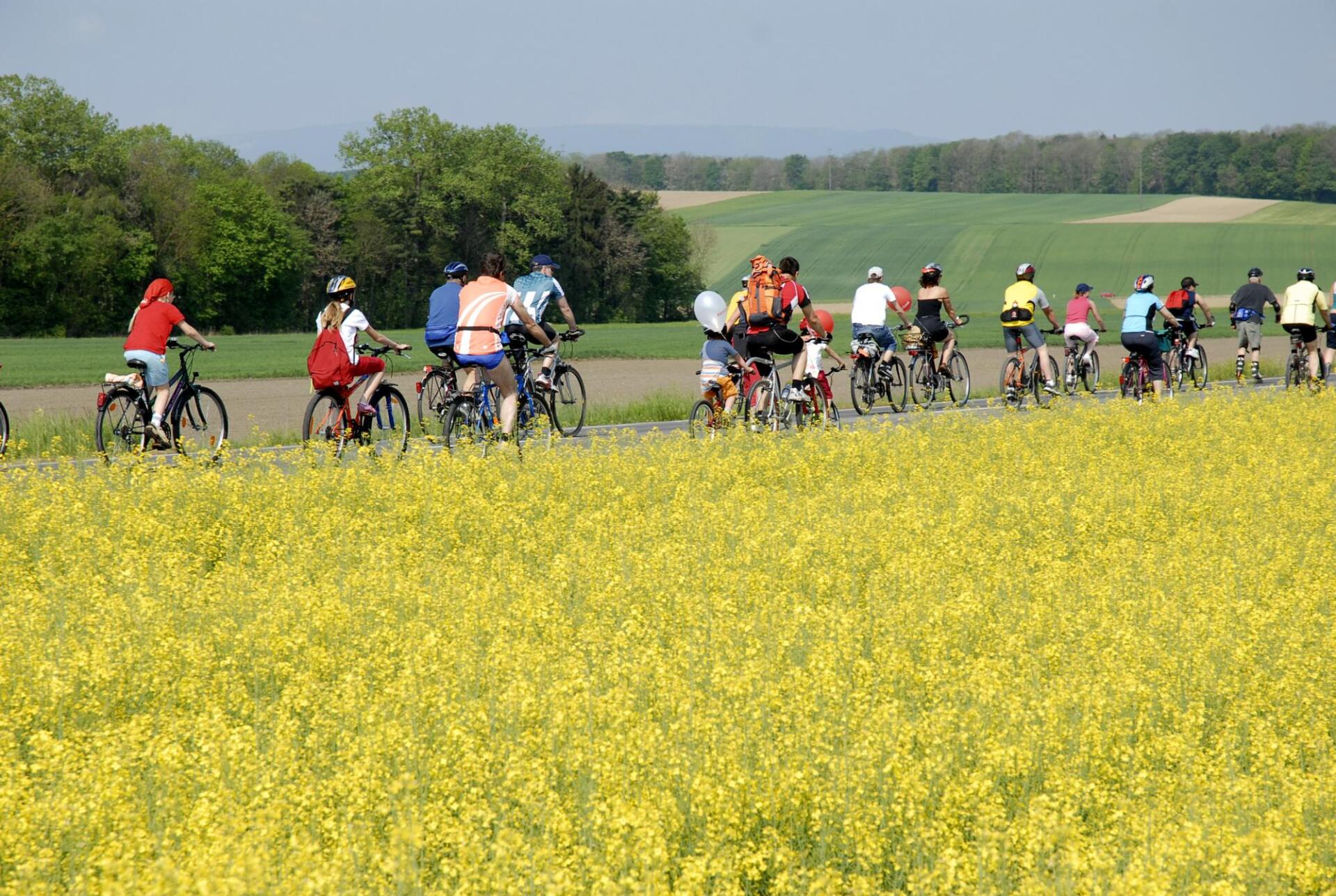 Fahrradrennen in Avenches in einem Rapsfeld