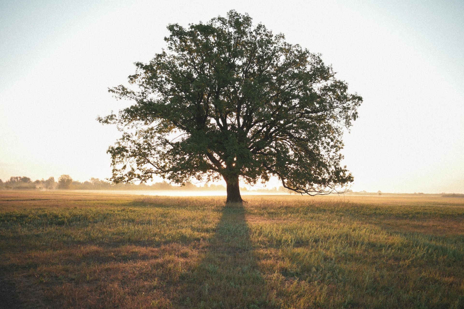 Large oak tree in field with sun shining behind it