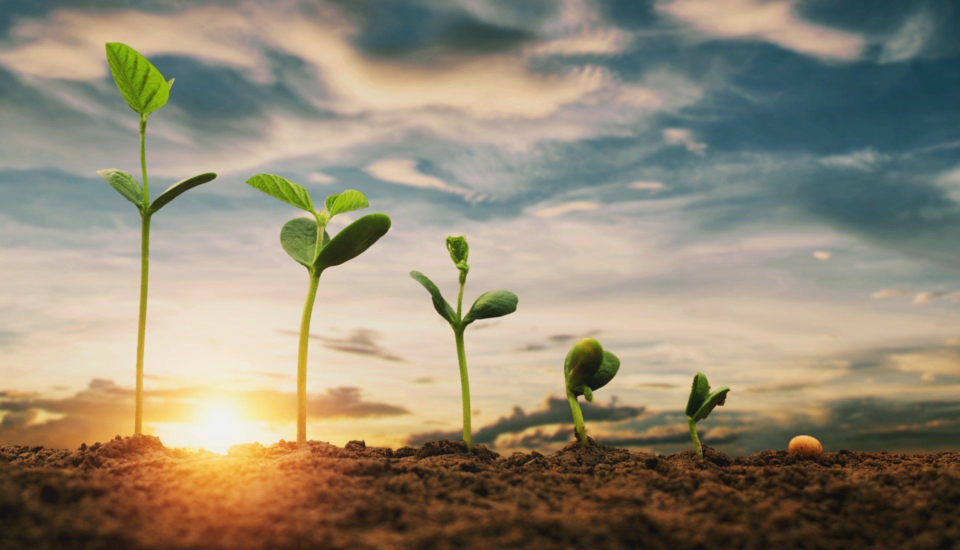 Seedlings growing from seed, in stages, toward the sun.