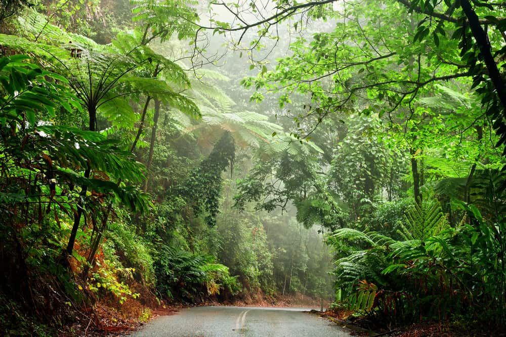 A Road Going Through a Lush Green Forest — Timbertop Floor Sanding & Polishing In Mossman, QLD