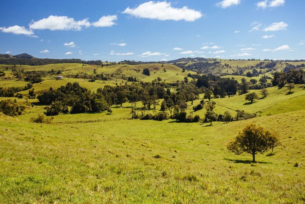 There is a Tree in the Middle of a Grassy Field — Timbertop Floor Sanding & Polishing In Tablelands, QLD