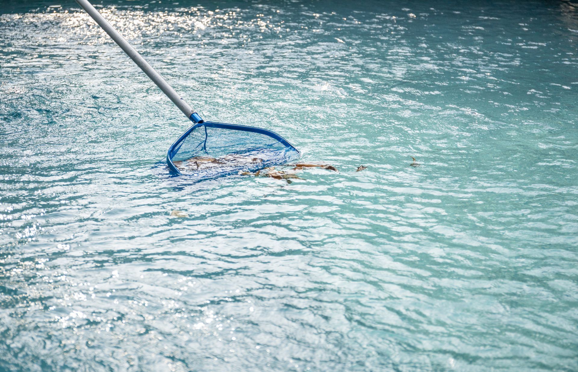 Blue skimmer net clearing leaves from pool water during swimming pool winterization process.
