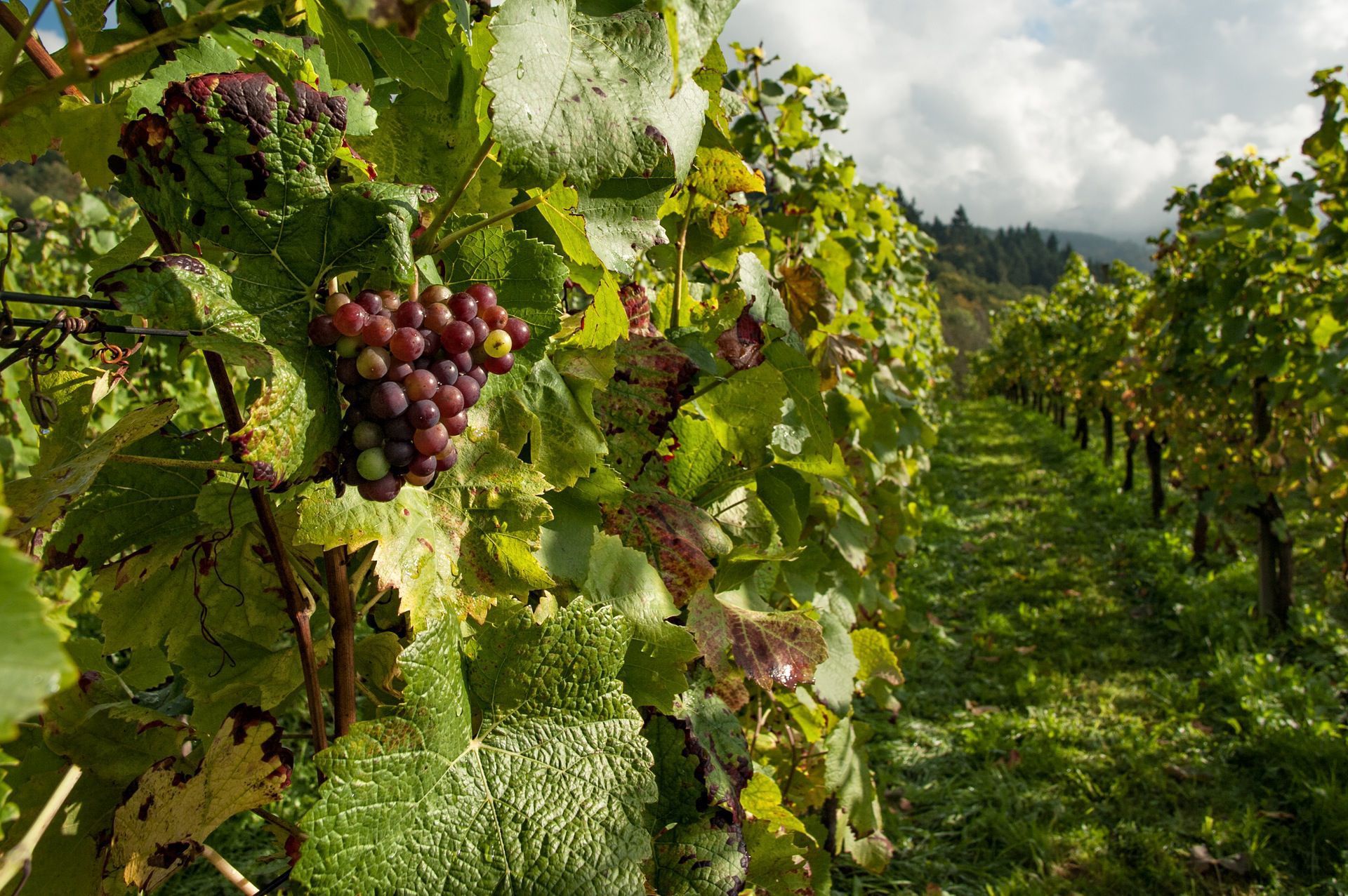 grape farm