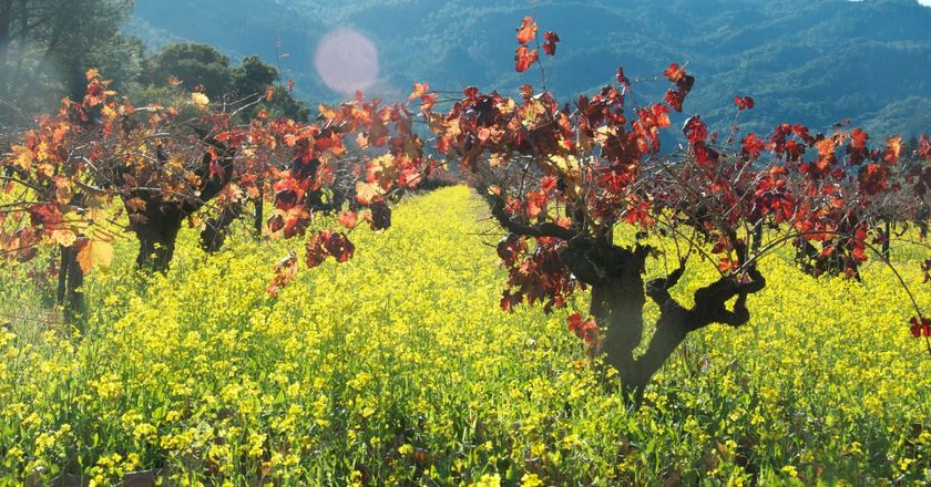vineyard