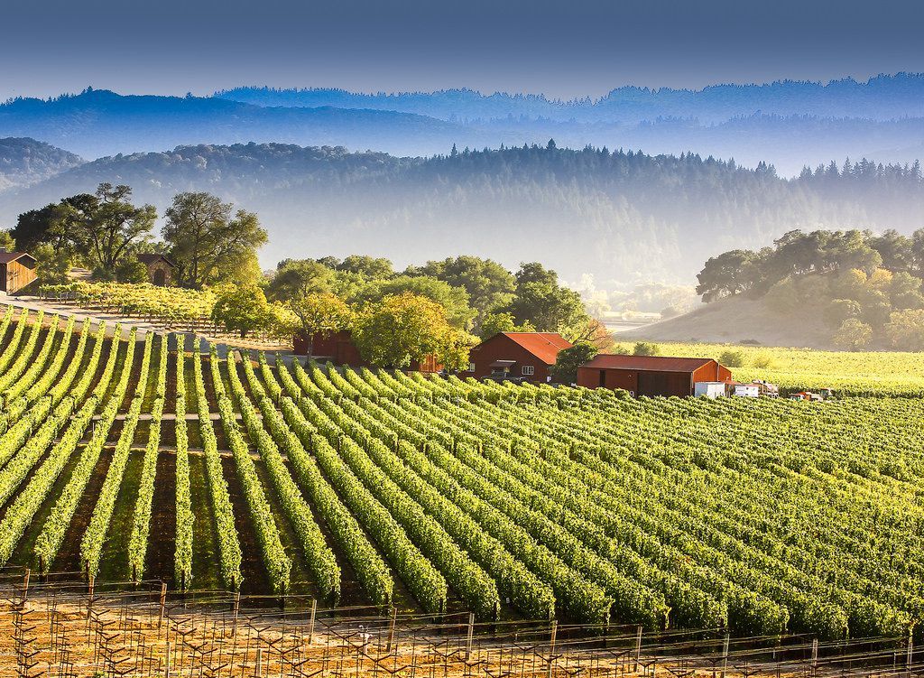 wine growing farm