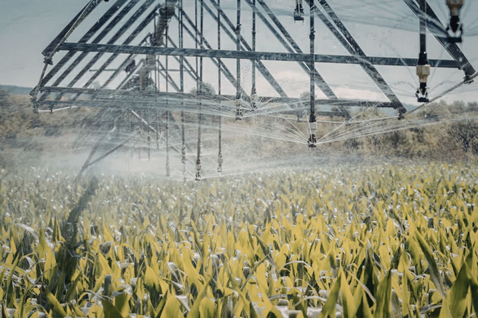 A mechanical center-pivot irrigation system spraying water over a lush green corn field under a soft sky.