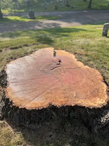 Stump Grinding