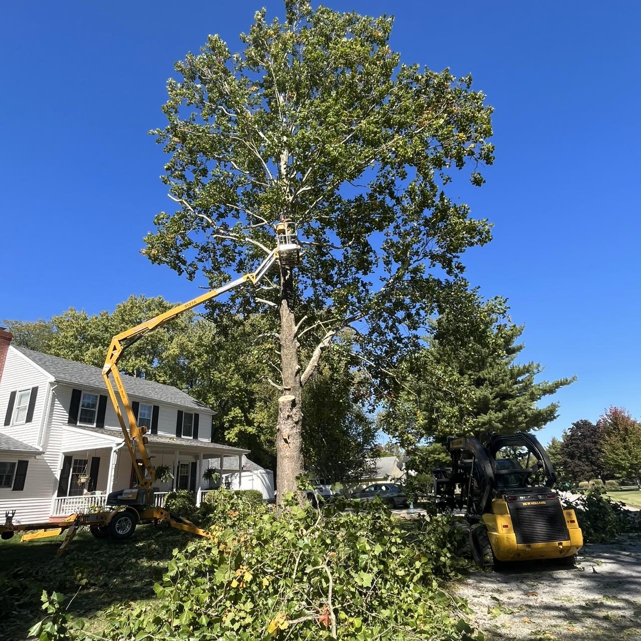 man cutting tree