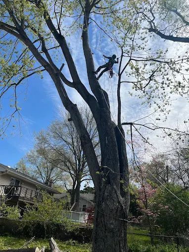 A man is climbing a tree in a backyard.