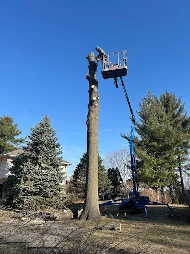 A man is cutting down a tree with a crane.