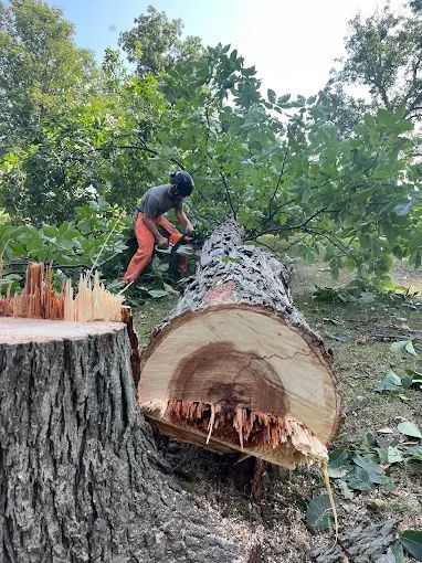 A man is cutting a large tree with a chainsaw.