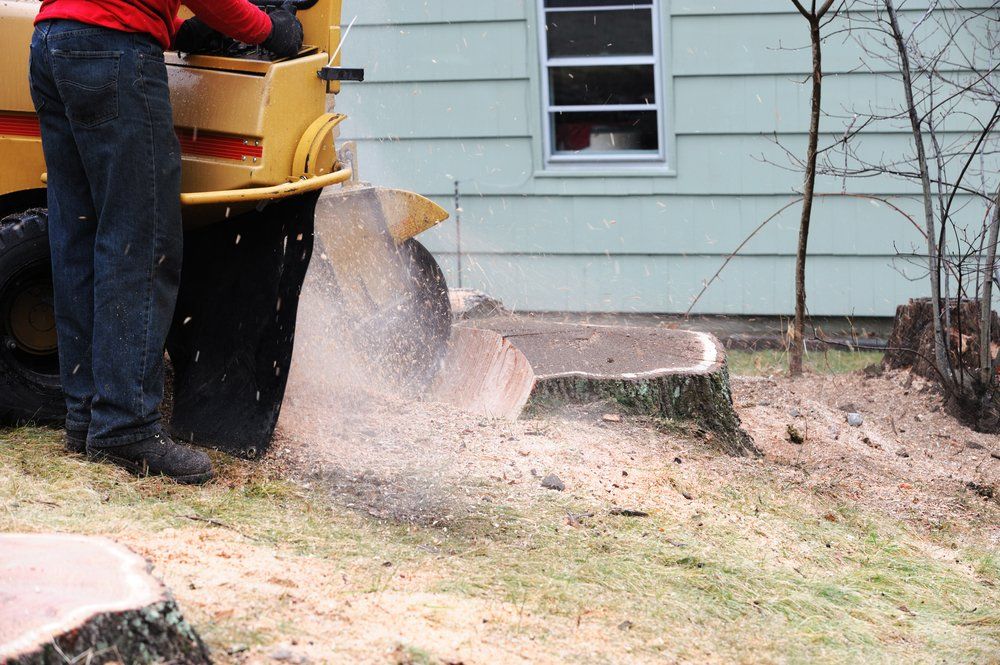 A man is using a stump grinder to remove a tree stump in front of a house.