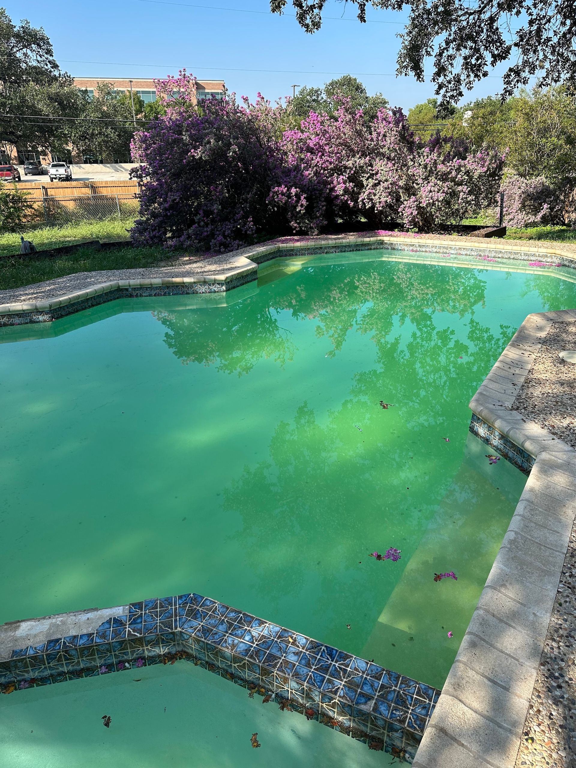 Backyard pool with green water, stone edge, and pink flowering bushes in bright sunlight