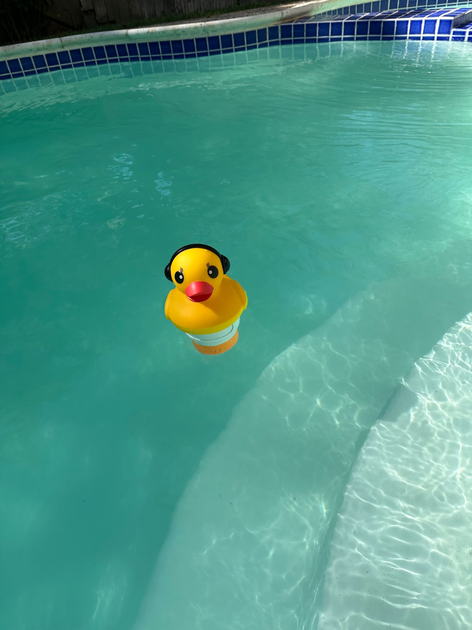 Yellow rubber duck floating in a blue swimming pool near the edge