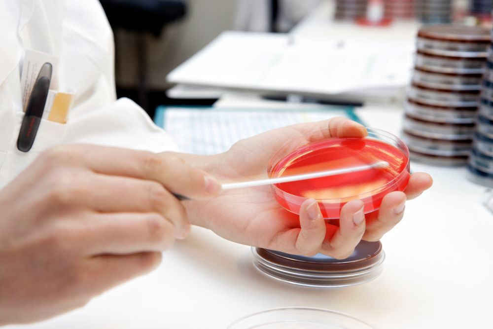 A person is holding a petri dish with a stick in it