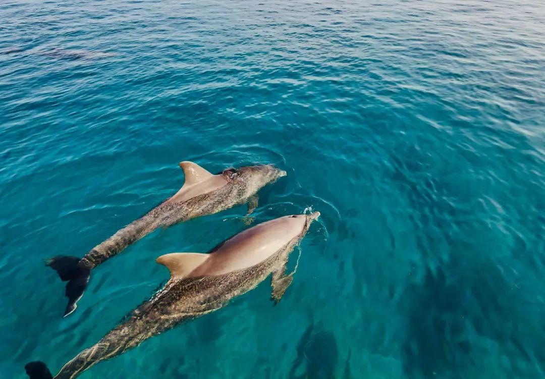 Two dolphins swimming side by side in clear blue ocean water.