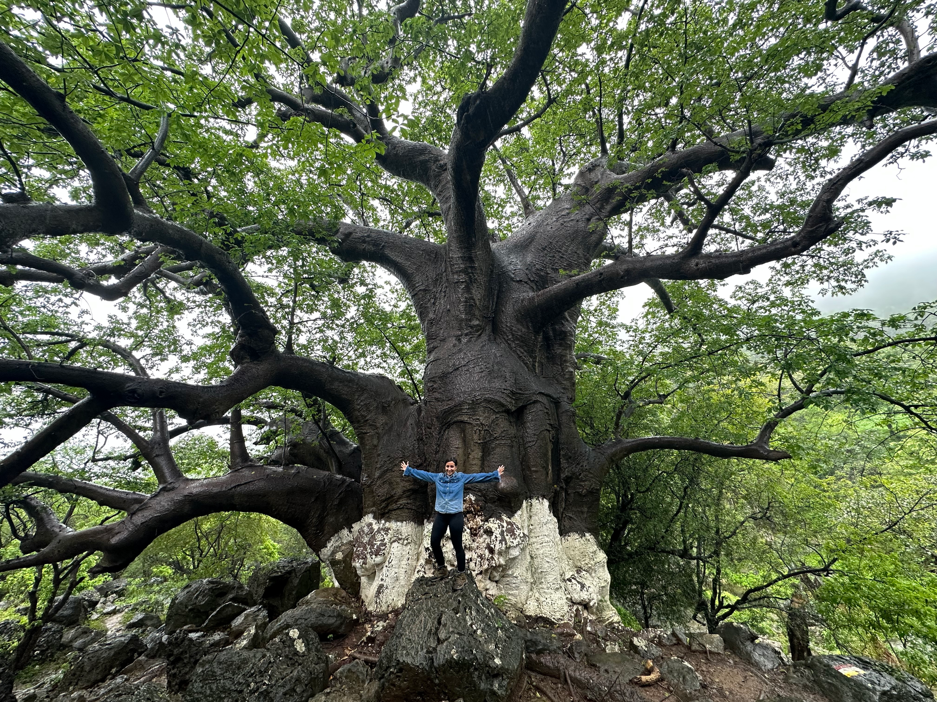 Arabian Wanderers' client standing in front of a huge Baobab tree in Dhofar, Oman.