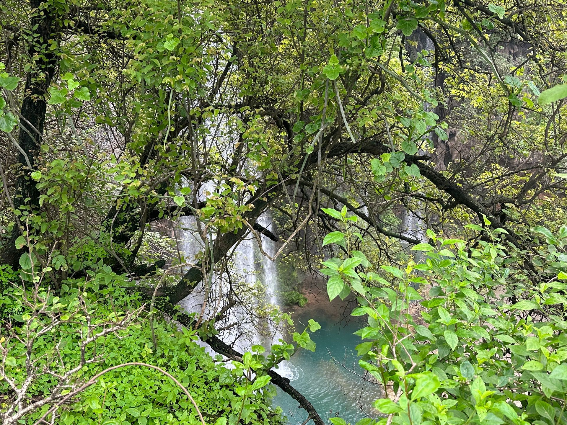 Dense green foliage around a small waterfall and clear stream in a forest in Ain Athum.