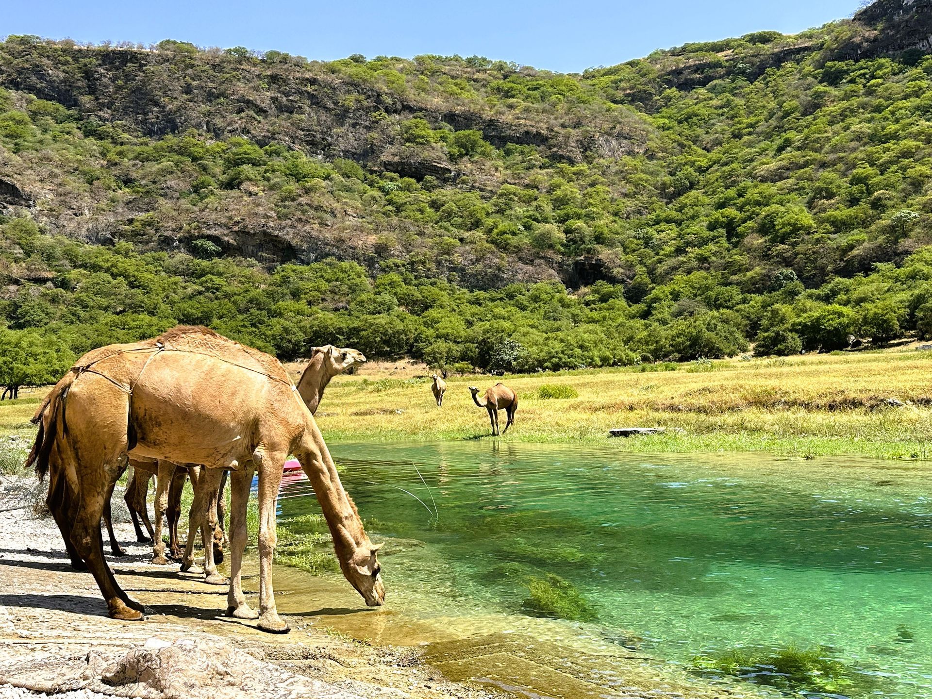Camels grazing in the lush greenery of Wadi Darbat and a traveler enjoying Omani coffee above the clouds in the Dhofar Mountains during the Salalah Khareef season.