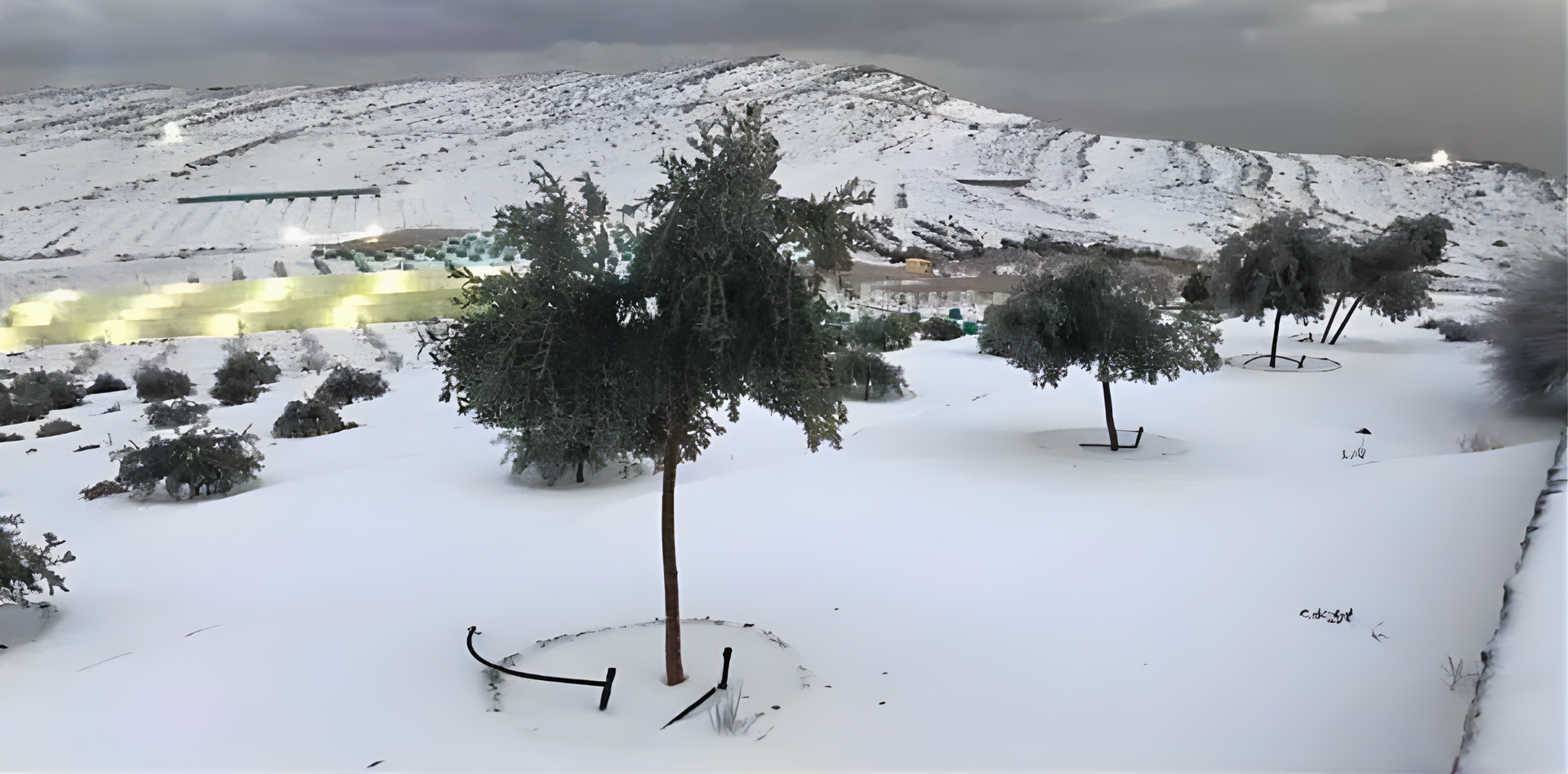 Snow-covered hillside with scattered trees and a cloudy sky in Jebel Jais.