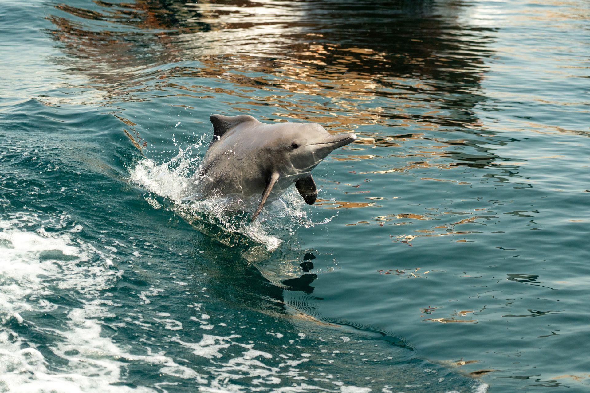 Dolphin leaping out of teal water, splashing near a rocky shoreline in Khasab Musandam.