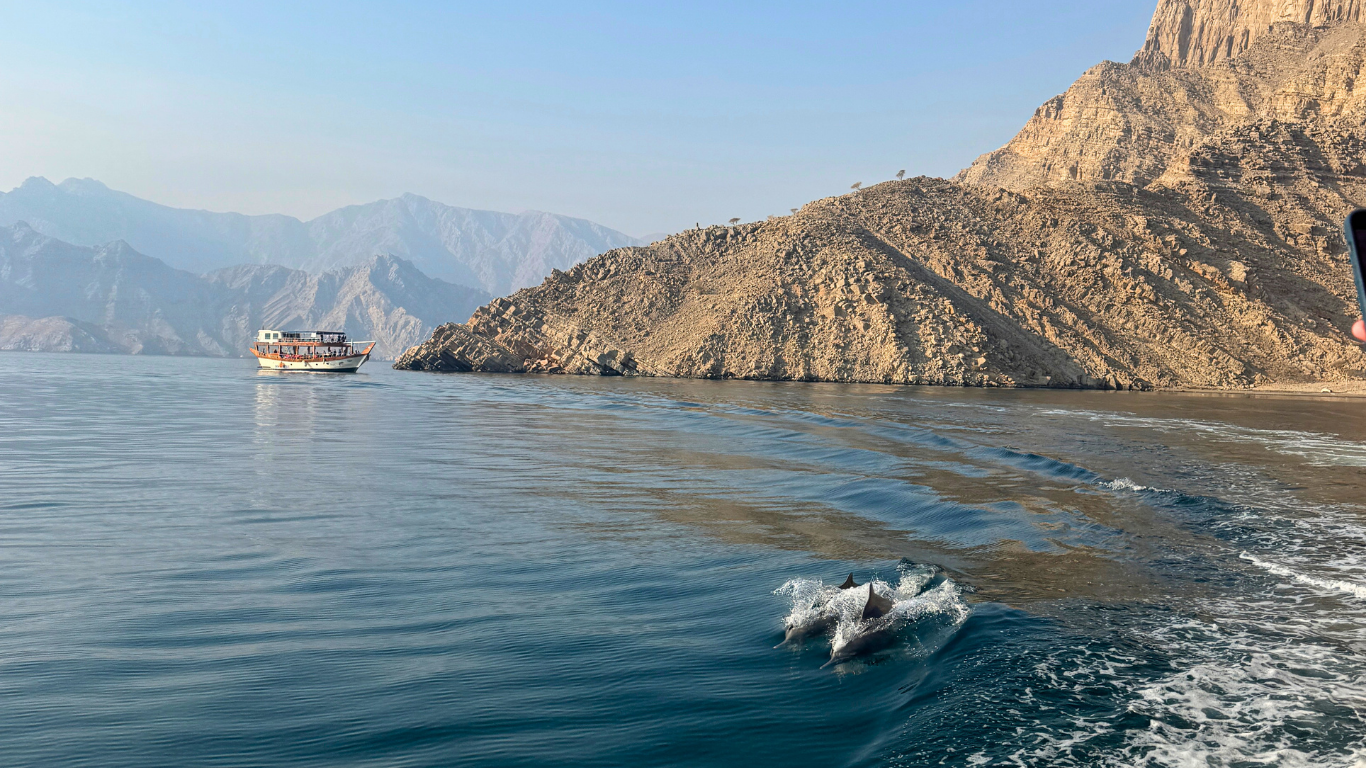 Dhow cruise & Dolpin watching & Dolphins swimming along the dhow and nearby in musandam khasab with arabian wanderers