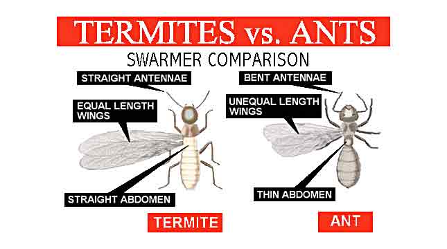 Termite Treatments Chesapeake & Hampton Roads VA - Priority Pest Services
