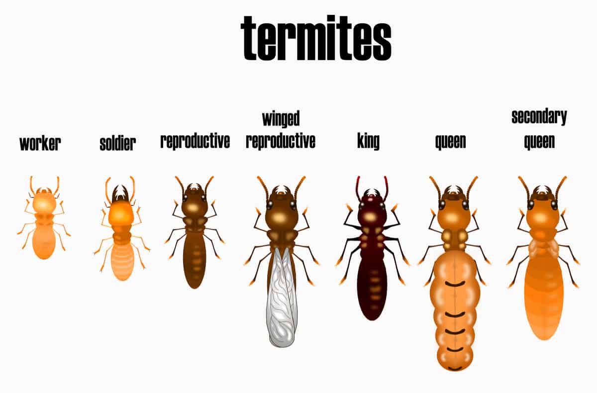 Termite Castes Diagram Termite Castes Diagram