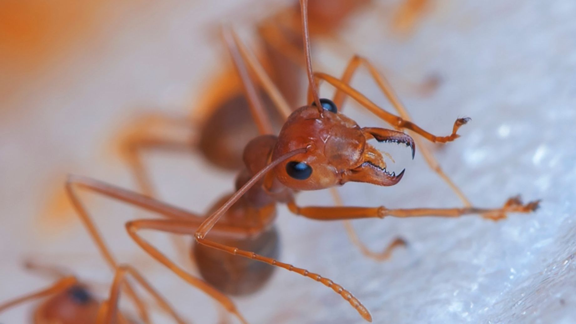 Fire Ants Treatment Fire Ants Treatment