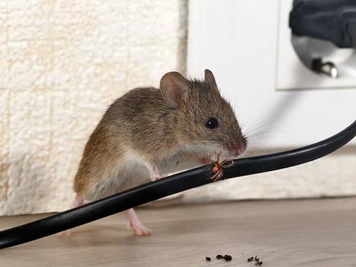 Mouse Pest Control Mouse Pest Control