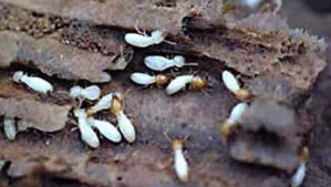 Termites & Other Pests