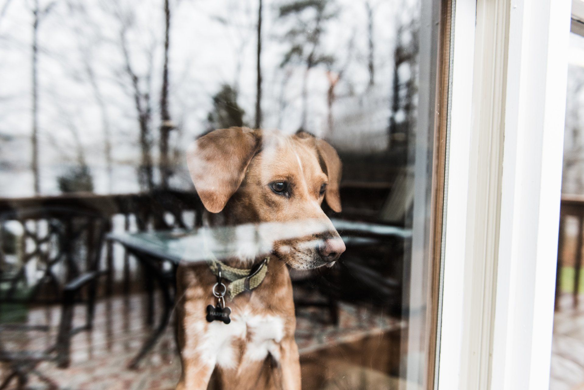 dog looks out the window