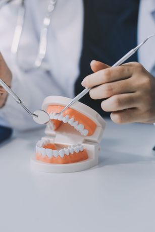 A dentist is examining a model of teeth with a mirror.