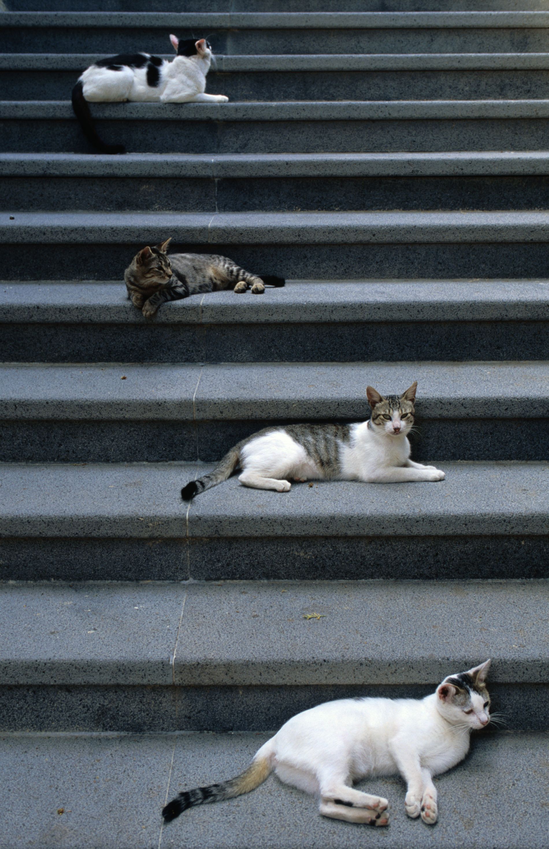 gatti delle isole Eolie