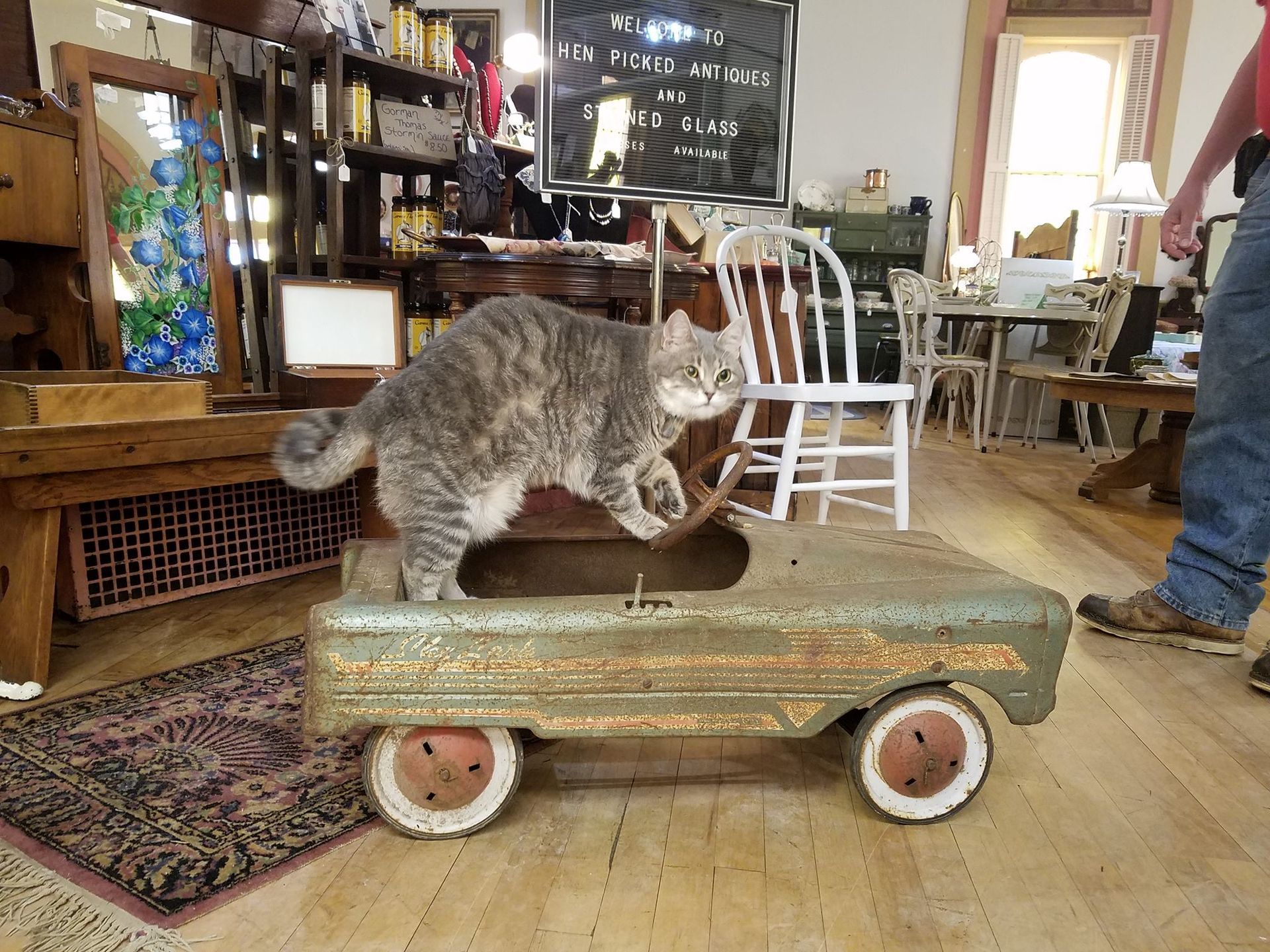 Oscar, the cat greeter (RIP) 'driving
