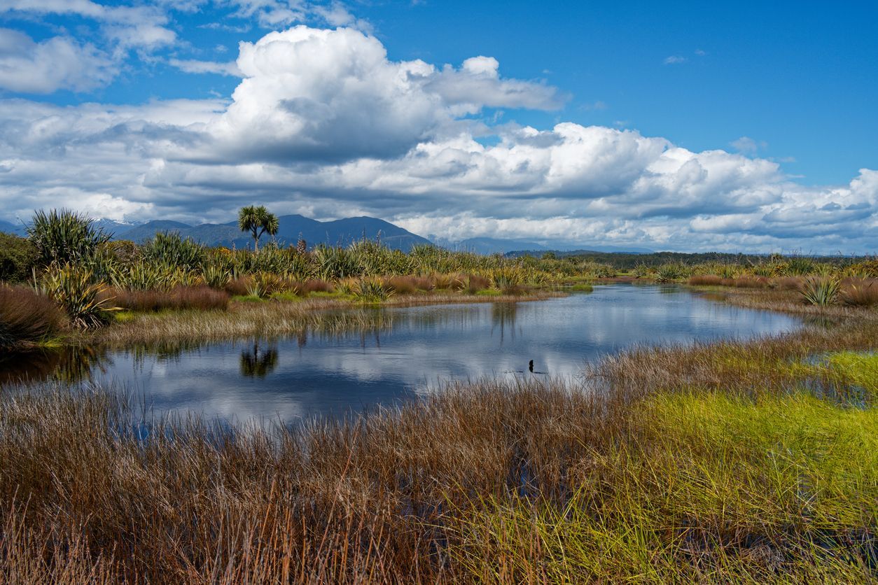 Ecologists in New Zealand