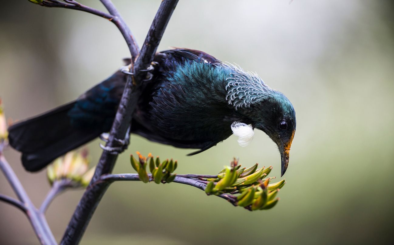 Environmental scientists and managers, and resource management planners in New Zealand