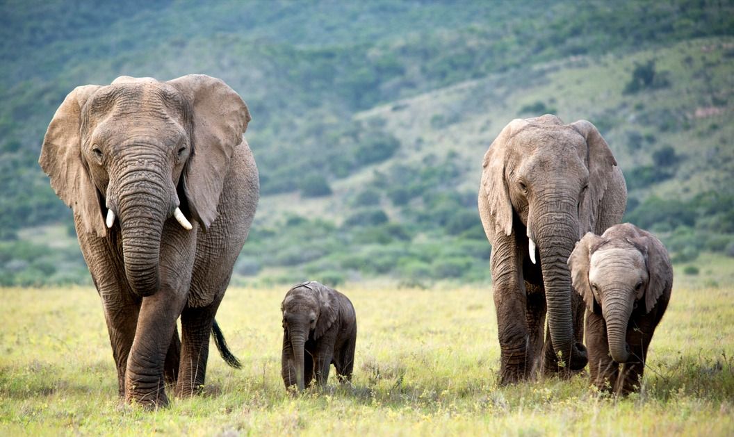 Move to New Zealand, hear from others who have made the move from South Africa