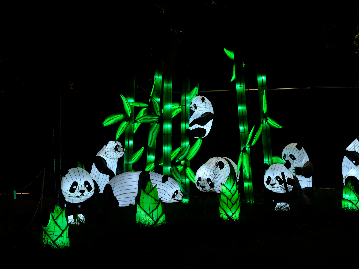 Glowing panda lanterns in a dark setting, among bright green bamboo.