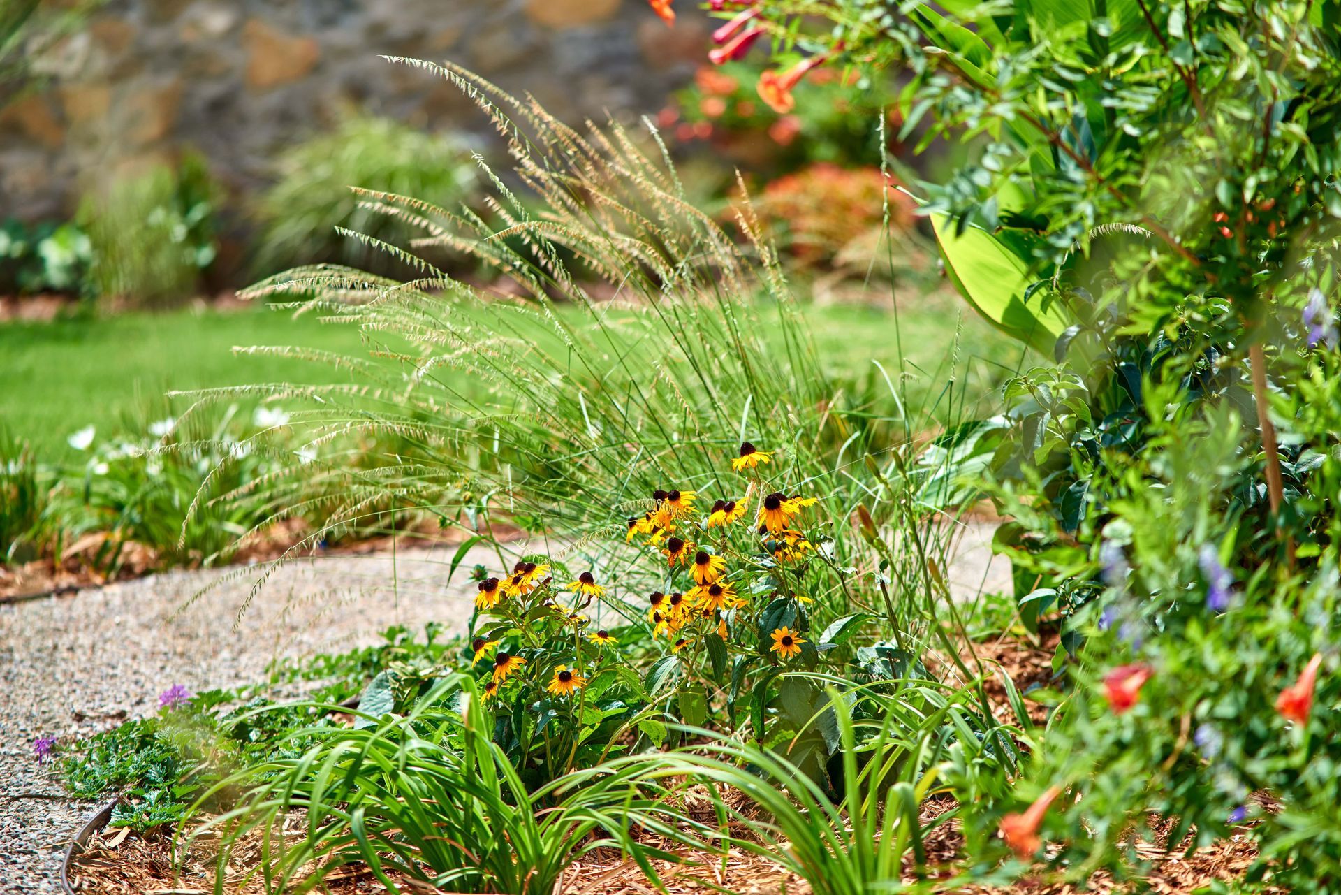 Stone path through a garden, lined with yellow flowers and tall green grass, with a stone wall in the background.