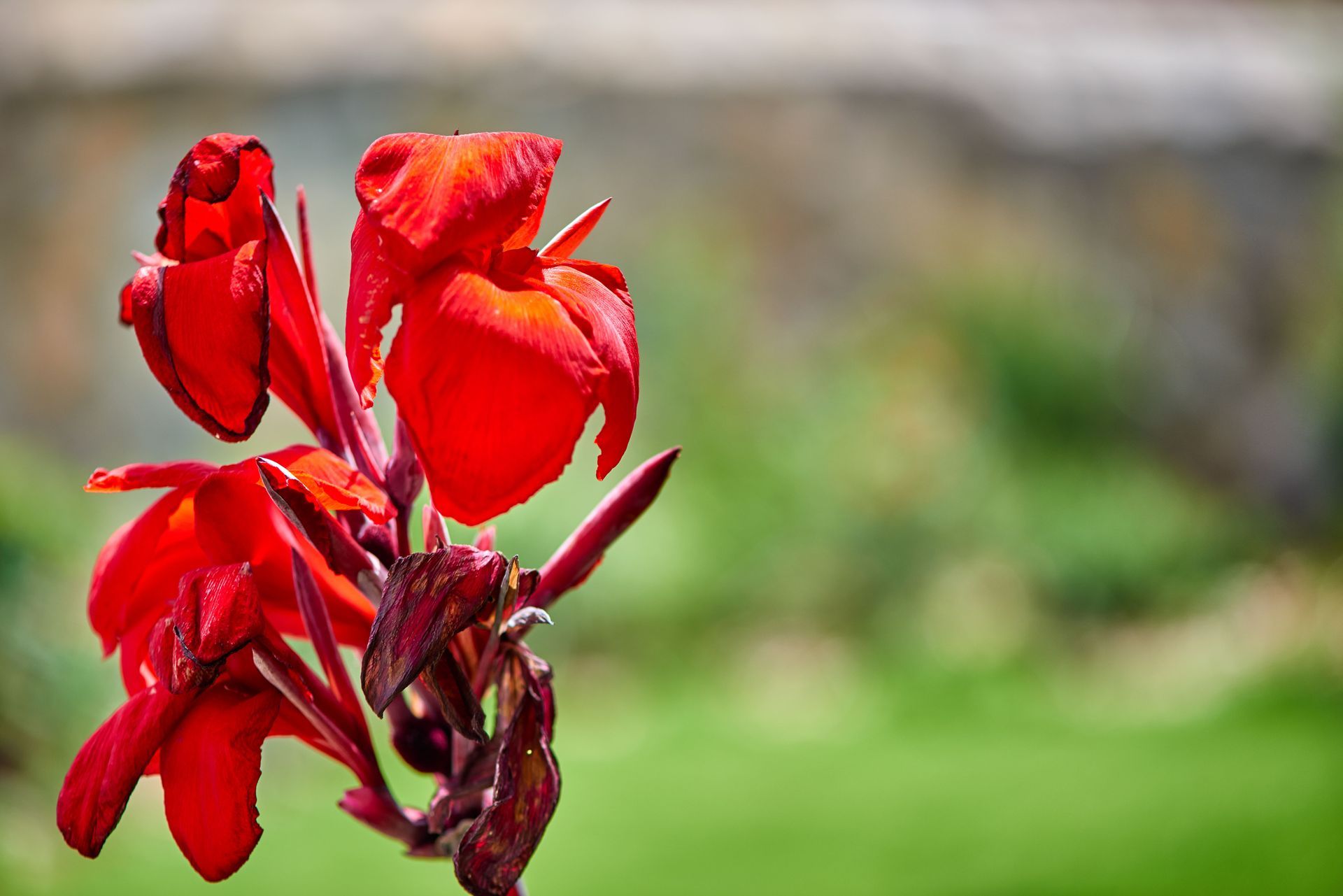 Red canna lilies in full bloom with green background.