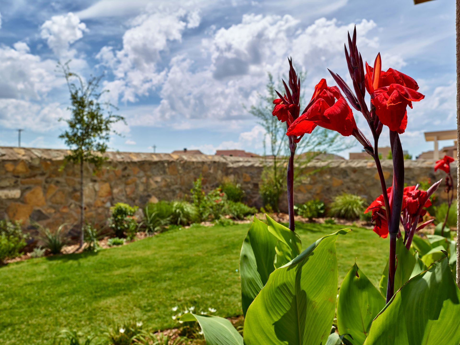 Bright red canna lilies in a garden with green grass, stone wall, and a cloudy blue sky.