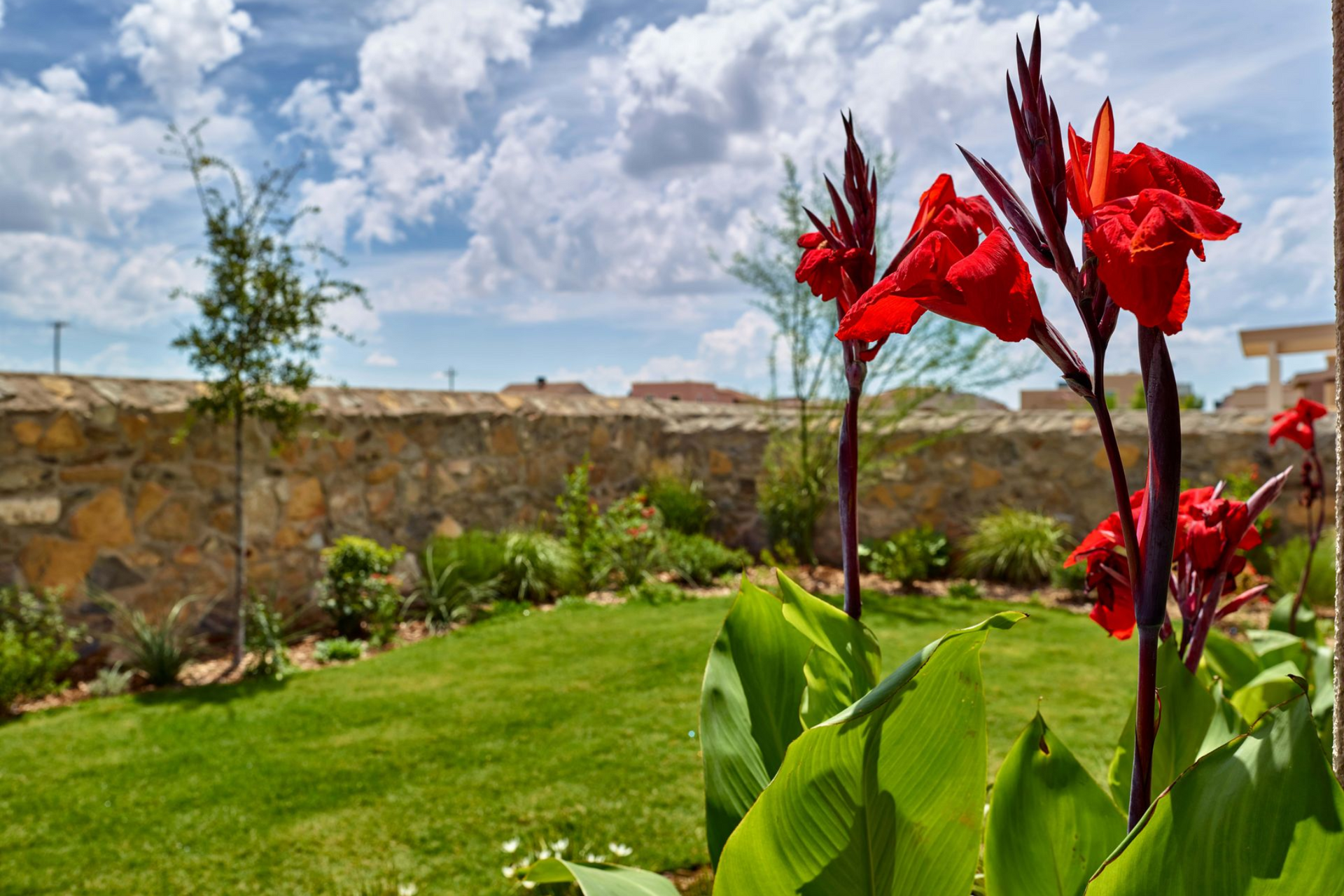 Red canna lilies in a garden with green grass, stone wall, and a cloudy sky.