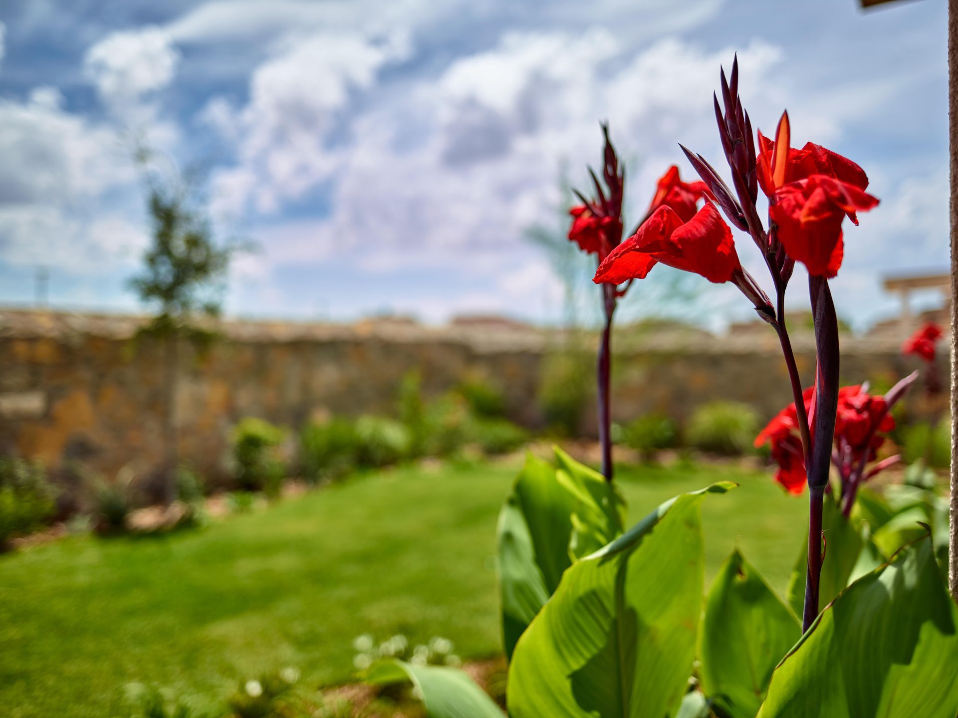 Red canna lilies in a garden with a stone wall and blue sky.