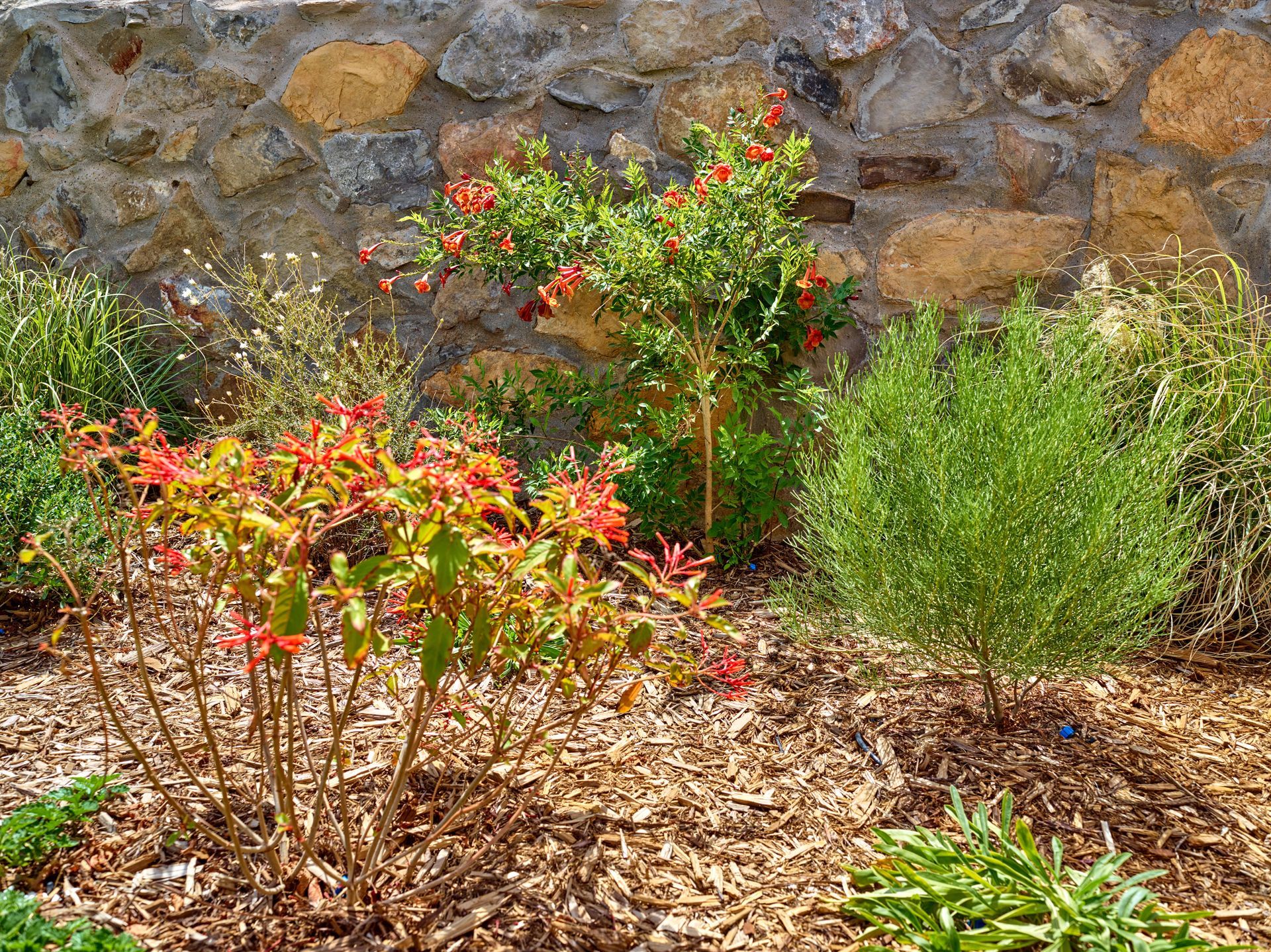 A garden bed with flowering shrubs and greenery against a stone wall.