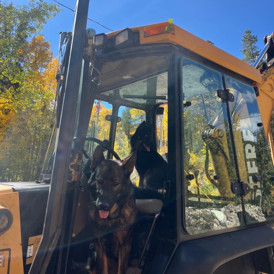 German shepherd in the cab of a yellow construction vehicle on a sunny autumn day