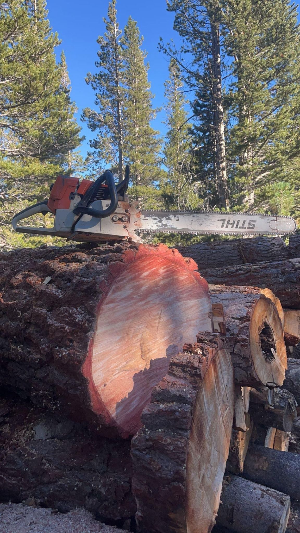 Chainsaw cutting a log in a forest, with tall trees and blue sky in the background.