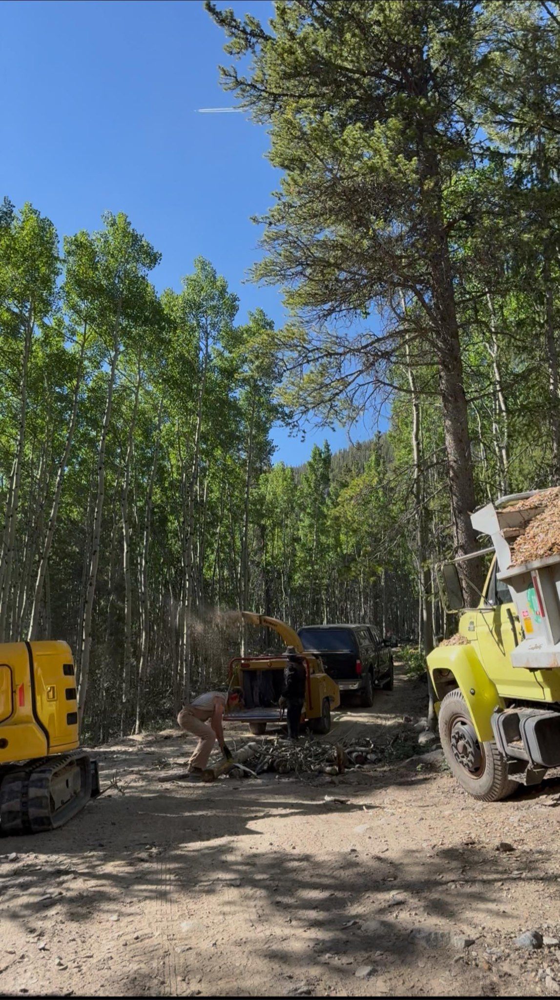 Forest clearing with construction equipment, including a yellow machine, under tall green trees and a blue sky